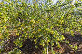 Clove Currant (Ribes odoratum) in bloom