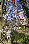 Prunier à fleurs (Prunus cerasifera) 'Pissardii', fleurs