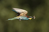 European Bee-eater (Merops apiaster) in flight, Salamanca, Castilla y Leon, Spain