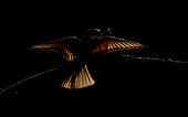 European Bee-eater (Merops apiaster) backlight, Salamanca, Castilla y Leon, Spain