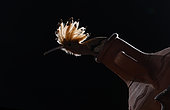 Hoopoe (Upupa epops) out of nestbox in pot, Salamanca, Castilla y Leon, Spain