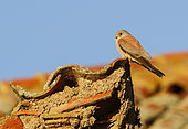 Lesser kestrel (Falco naumanni) on a roof, Salamanca, Castilla y León, Spain