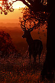 Red deer (Cervus elaphus) at dawn, Danube Delta, Romania