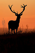 Red deer (Cervus elaphus) at dawn, Danube Delta, Romania