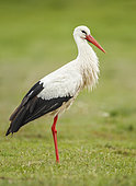 White stork (Ciconia ciconia) on ground, Salamanca, Castilla y León, Spain