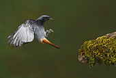 Black Redstart (Phoenicurus ochruros) in flight Salamanca, Castilla y León, Spain