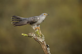 Common cuckoo (Cuculus canorus) on a branch, Salamanca, Castilla y León, Spain