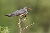 Common cuckoo (Cuculus canorus) eating a caterpillar, Salamanca, Castilla y León, Spain