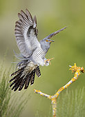 Common cuckoo (Cuculus canorus) landing on a branch, Salamanca, Castilla y León, Spain