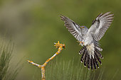 Common cuckoo (Cuculus canorus) landing on a branch, Salamanca, Castilla y León, Spain