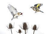 European goldfinch (Carduelis carduelis) in flight above Teasel (Dipsacus sp), Salamanca, Castilla y León, Spain