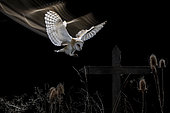 Barn owl (Tyto alba) in flight at night, Salamanca, Castilla y León, Spain