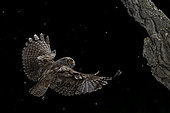 Eurasian Scops Owl (Otus scops) in flight at night, Salamanca, Castilla y León, Spain