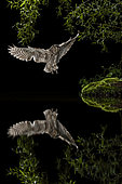 Eurasian Scops Owl (Otus scops) in flight at night and its reflection, Salamanca, Castilla y León, Spain