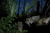 Eurasian Scops Owl (Otus scops) in flight at night, Salamanca, Castilla y León, Spain
