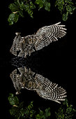 Eurasian Scops Owl (Otus scops) in flight at night and its reflection, Salamanca, Castilla y León, Spain