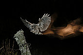 Eurasian Scops Owl (Otus scops) in flight at night, Salamanca, Castilla y León, Spain