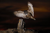 Eurasian eagle-owl (Bubo bubo) in flight at night, Salamanca, Castilla y León, Spain