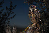 Eurasian eagle-owl (Bubo bubo) on rock at night, Salamanca, Castilla y León, Spain