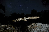 Eurasian eagle-owl (Bubo bubo) in flight at night, Salamanca, Castilla y León, Spain