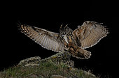 Eurasian eagle-owl (Bubo bubo) landing at night, Salamanca, Castilla y León, Spain