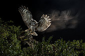 Tawny Owl (Strix aluco) landing at night, Salamanca, Castilla y León, Spain