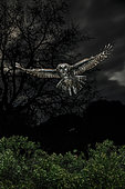 Tawny Owl (Strix aluco) in flight at night, Salamanca, Castilla y León, Spain