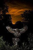 Tawny Owl (Strix aluco) landing at night, Salamanca, Castilla y León, Spain