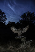 Tawny Owl (Strix aluco) landing at night, Salamanca, Castilla y León, Spain