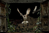 Barn owl (Tyto alba) in flight at night with a prey, Salamanca, Castilla y León, Spain