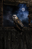 Barn owl (Tyto alba) on a door under the moon at night, Salamanca, Castilla y León, Spain