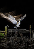 Barn owl (Tyto alba) landing at night, Salamanca, Castilla y León, Spain