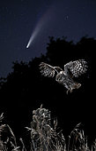 Little Owl (Athene noctua) landing at night and comet, Salamanca, Castilla y León, Spain