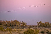 Common cranes (Grus grus) in flight in formation at sunrise in the Camargue, France