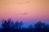 Common cranes (Grus grus) in flight in formation at sunrise in the Camargue, France