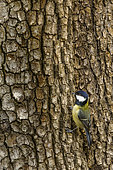 Great tit (Parus major) foraging on the trunk of a persimmon, Vaucluse France