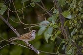 House Sparrow (Passer domesticus) male on a branch, Vaucluse, France