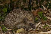 European Hedgehog (Erinaceus europaeus) in dead leaves, Vaucluse, France