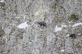 Chamois (Rupicapra rupicapra) et un cabri de l'année en hiver traversant une paroi verticale dans le massif du Ventoux, Vaucluse, France. Un adulte .