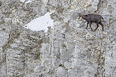 Chamois (Rupicapra rupicapra), in winter, crossing a vertical wall, in the Ventoux massif, Vaucluse, France.