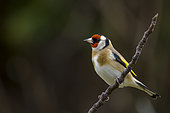 European Goldfinch (Carduelis carduelis) on abranch, Vaucluse, France