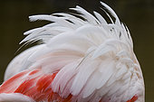 Coloured back feathers of a Greater flamingo (Phoenicopterus roseus), in a marsh of the Pont-de-Gau park, Camargue, France