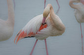 Greater Flamingo (Phoenicopterus roseus) preening its feathers, in a marsh of the Pont-de-Gau park, Camargue, France