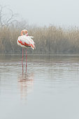 Greater Flamingo (Phoenicopterus roseus), in the winter fog, in a marsh of the Pont-de-Gau park, Camargue, France