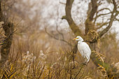 Cattle egret (Bubulcus ibis) in a marsh in the Camargue, France