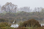 Grey heron (Ardea cinerea), in a marsh in the Camargue, France