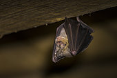 Lesser Horseshoe Bat (Rhinolophus hipposideros) at rest, in a barn, Cantal, France.
