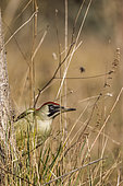 European Green Woodpecker (Picus viridis) female on the ground, Vaucluse, France