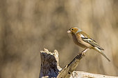 Common Chaffinch (Fringilla coelebs) male, on a dead tree branch, Vaucluse, France