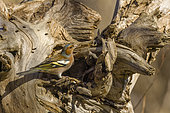 Common Chaffinch (Fringilla coelebs) male, on a dead tree stump, Vaucluse, France